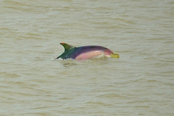 Rare Rainbow Dolphins spotted off Brighton – experts utterly unphased