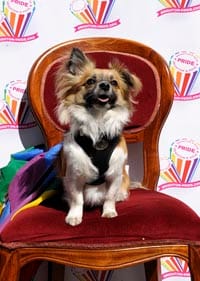 Pride does it doggy style today!