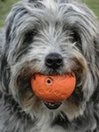 Photogenic pooch provides inspiration for book on loss