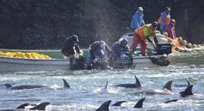 Hove MP condems wild dolphin bloodbath