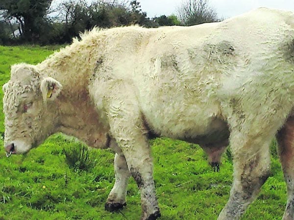 Simpons co-creator saves Bengi the ‘gay bull’ from slaughter