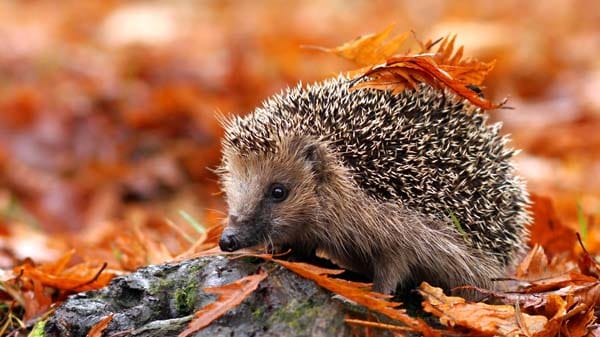 Save Our Hedgehogs!