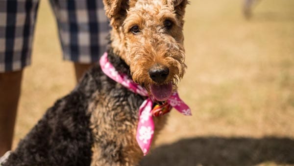 Brighton Pride Dog Show