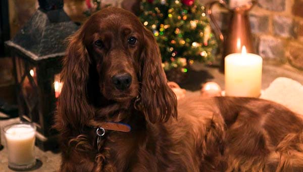 Rescue dog stars in RSPCA Christmas video