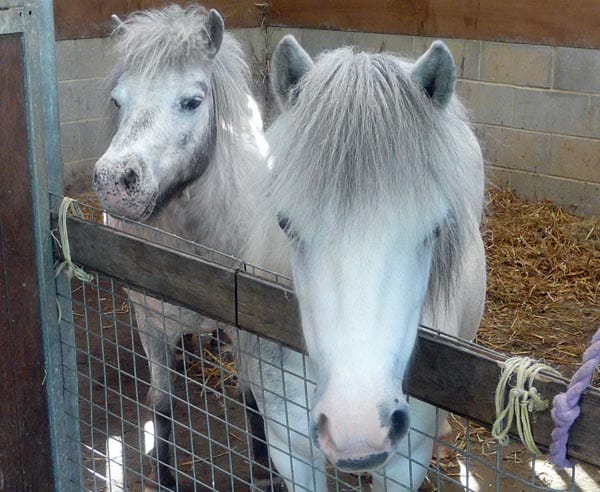 National Volunteers Week – Horse rescue centre needs volunteers