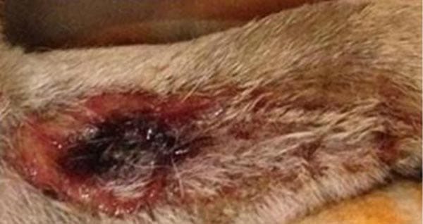 Muddy paws need cleaning, dog owners told