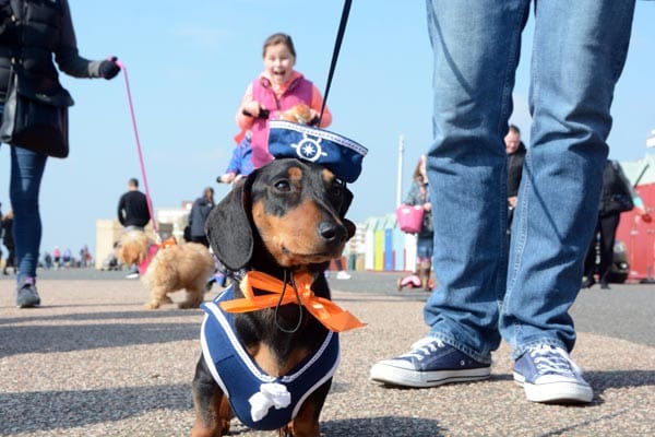 Pooches on the Prom returns on Hove seafront