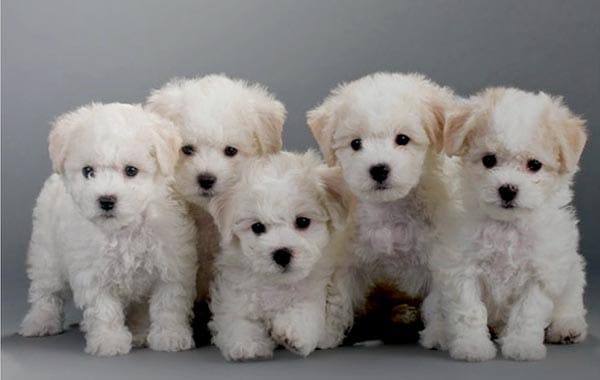 New animal welfare rules require licence to breed and sell dogs