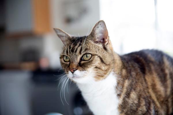 Could Nala from Brighton be the National Cat of the Year?