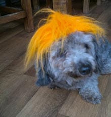 Free fun for dogs (and owners!)