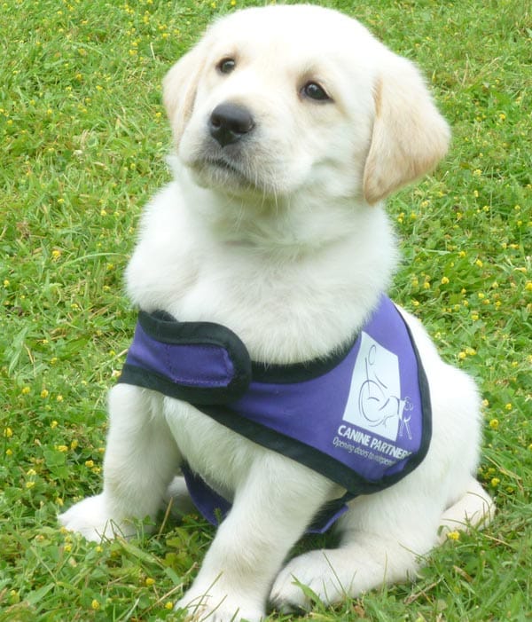 Puppy parent volunteers needed urgently in East Sussex