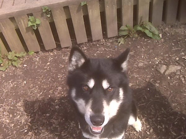 Dogs to jog with!