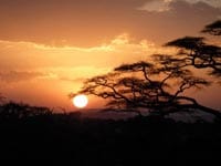 On Safari with Jaq Bayles