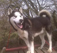 Give a dog a home