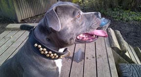 Young staffies desperate for homes