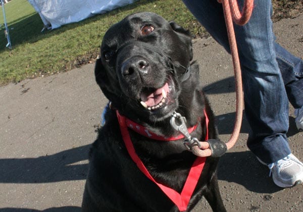 Pooches on the Prom – sponsored dog walk in support of the Martlets