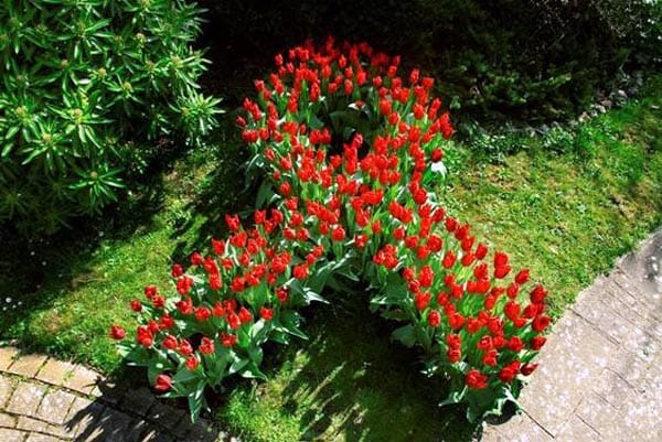 Local HIV charity plant red tulips to mark World Aids Day