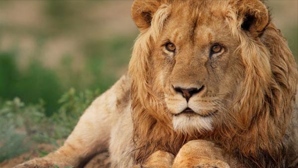 DVD REVIEW: Lion Ark