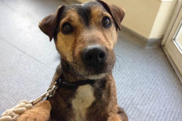 Oscar’s Big Walk in the Big Park Peacehaven