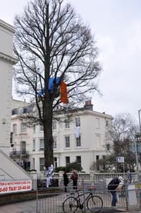 Dials tree saved from the chop