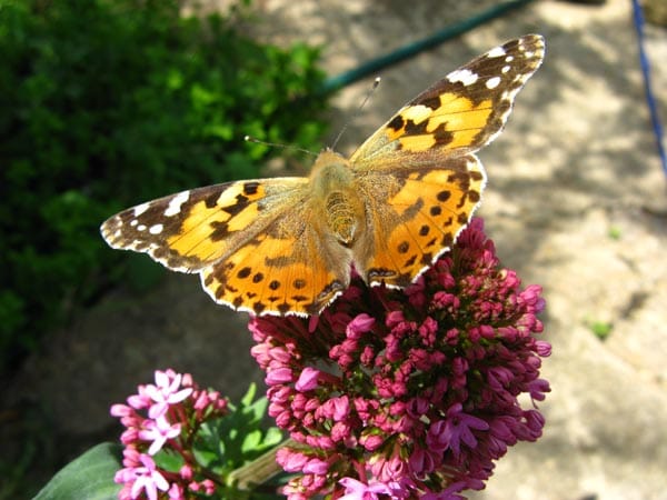 City Council win prestigious conservation award