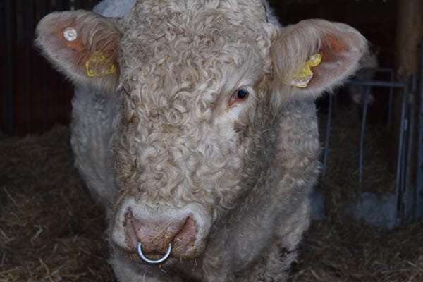 Reprieved gay bull celebrates Christmas in new home
