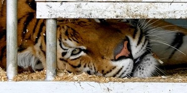 Petition calls for ban on wild animals in circuses