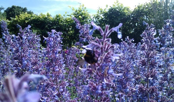 Brighton receives national bee award