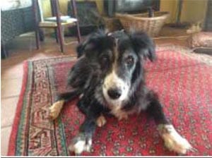 ‘Of Mice and Men’ producers seek local dog for cameo role