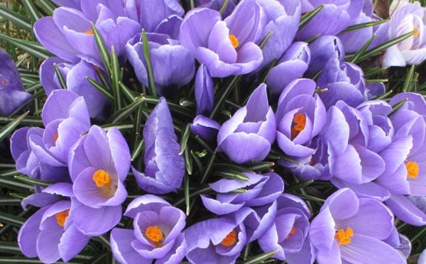 Can you spare an hour to plant bulbs in Hove this Friday?