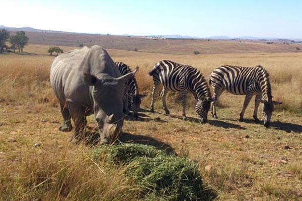 Charity fun day at Doctor Brightons