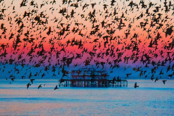 Hugo Michiels print to raise money for THT