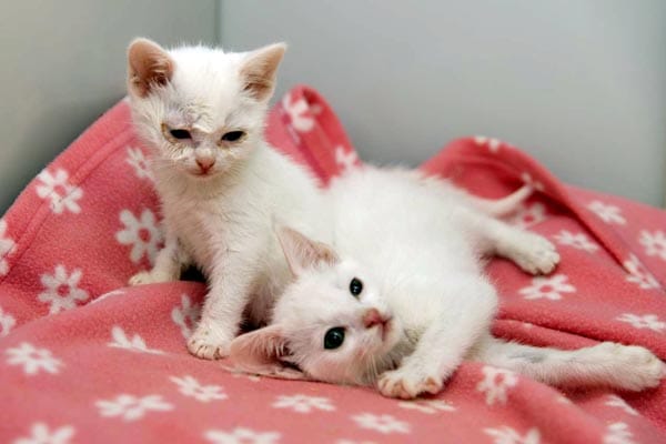 Today, Thursday, April 11 is National Pet Day.