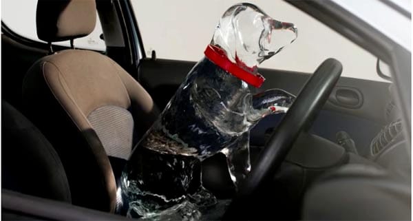 Enforcement officers join campaign to prevent dogs dying in hot cars