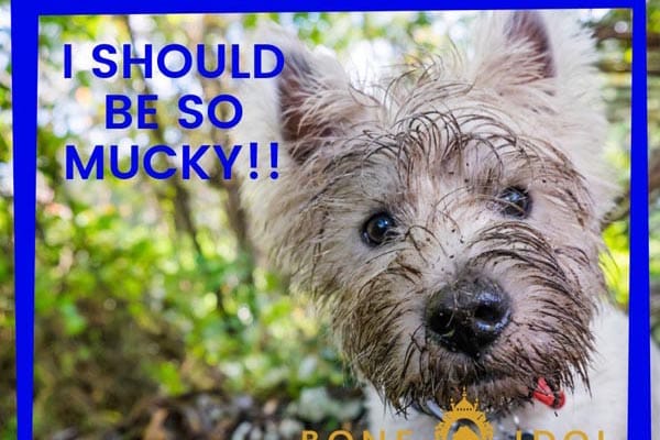 Bone Idol supports Brighton Rainbow Fund with ‘All the Woofers’ campaign