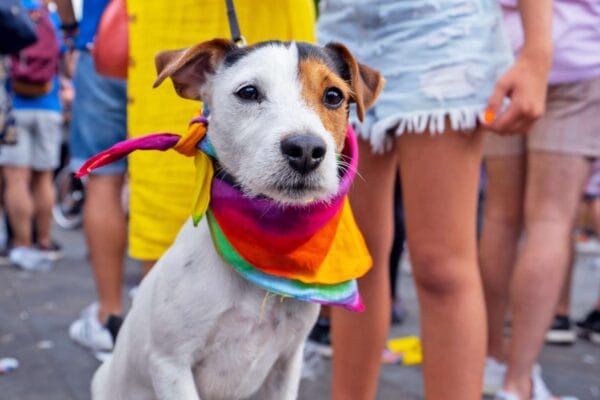 Brighton & Hove Pride cancels this weekend’s Pride Dog Show due to expected hot weather