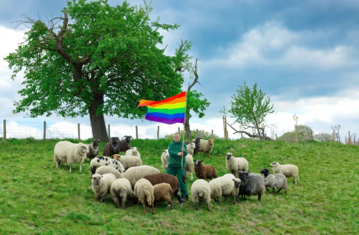 People flock to buy Rainbow Wool products produced by world’s first openly gay flock of sheep