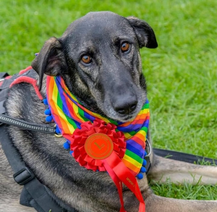 Entries now open for Brighton & Hove Pride’s annual Pride Dog Show on Sunday, June 8