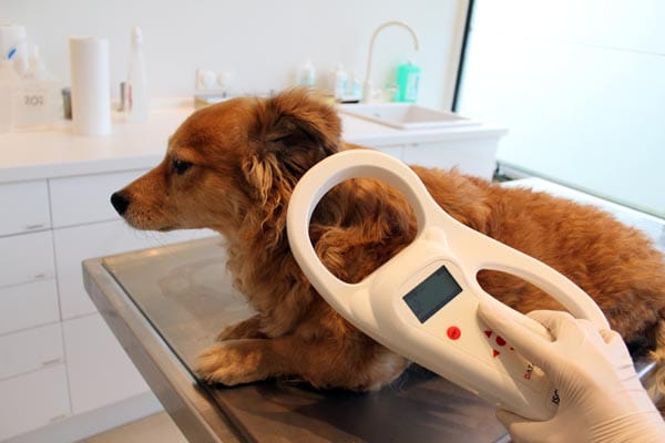 Compulsory dog microchipping becomes law today