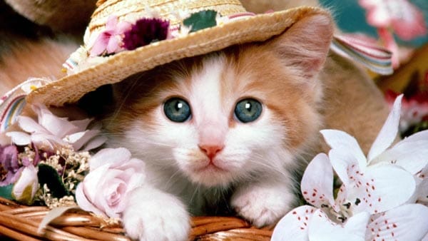Purrfect landlords campaign helps renters in South East own cats