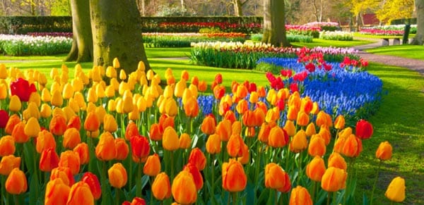 Keukenhof