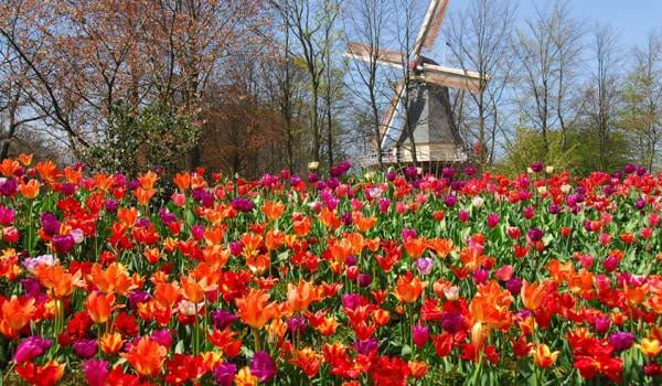 Keukenhof