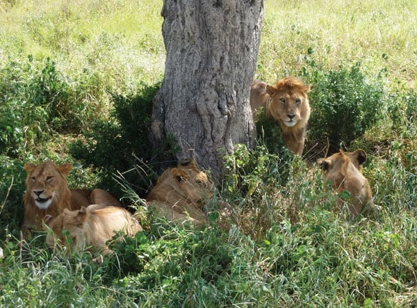 On Safari
