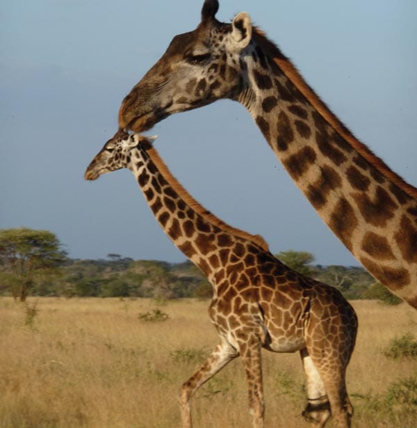 On Safari