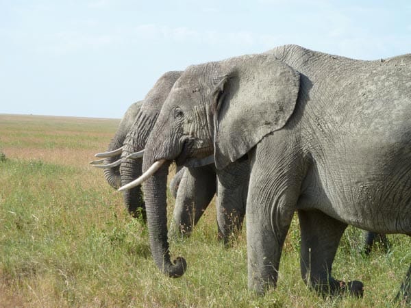 On Safari