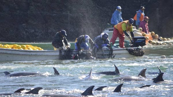 Dolfin CUll in Japan