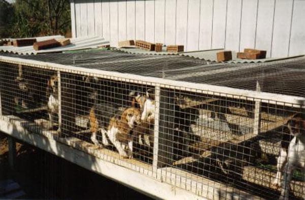 Puppy Farms