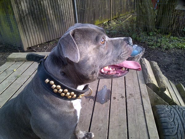 Archie the staff
