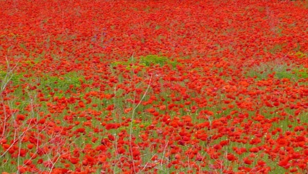 Poppies