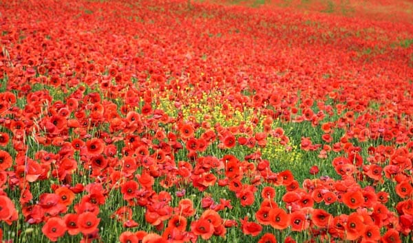 Poppies
